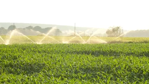 Green corn crops irrigated in field. Organic farming. Natural and healthy food. Stock Footage 137795547