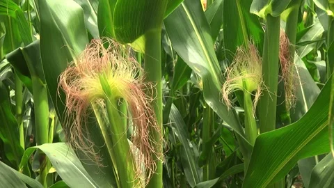 Green corn during flowering and stump formation Stock Footage 146396094