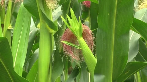 Green corn during flowering and stump formation Stock Footage 146396101