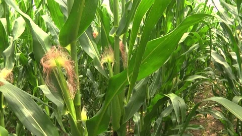 Green corn during flowering and stump formation Stock Footage 146396103