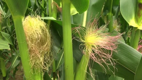 Green corn during flowering and stump formation Stock Footage 146396106
