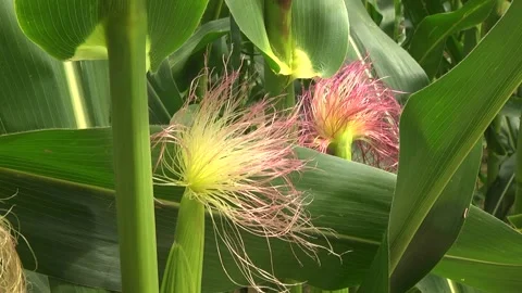 Green corn during flowering and stump formation Stock Footage 146396107