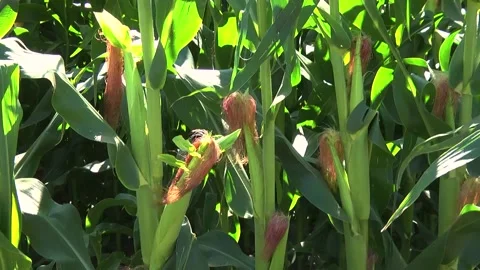 Green corn during flowering and stump formation Stock Footage 146396154