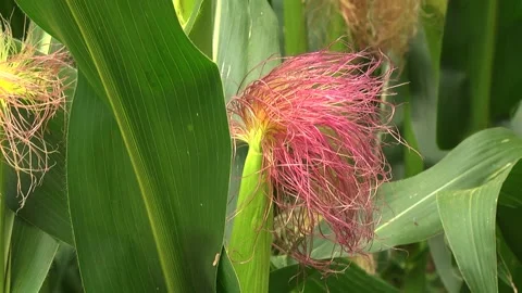 Green corn during flowering and stump formation Stock Footage 146396156