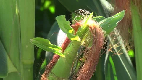 Green corn during flowering and stump formation Stock Footage 146396160
