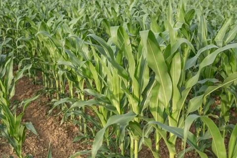 Green corn in early spring on the field Stock Photos