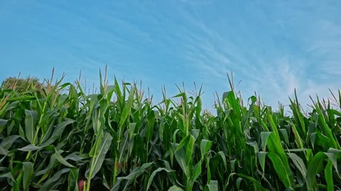 Green corn farm with a blue sky. Stock Footage 285544779