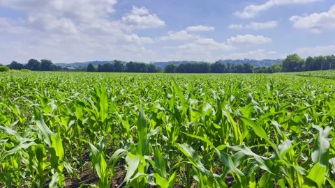 Green corn field against blue sky Stock Footage 164324212