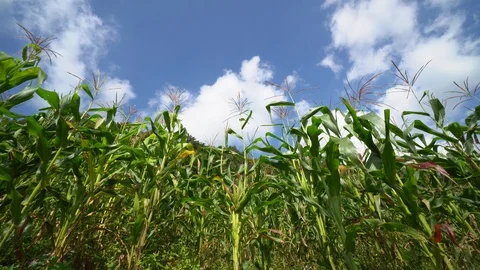 Green corn field and beautiful sky with clouds. B roll shot Stock Footage 122155675