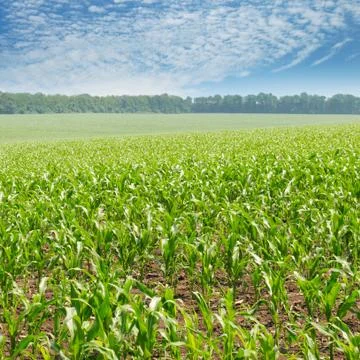 Green corn field and blue sky 스톡 사진