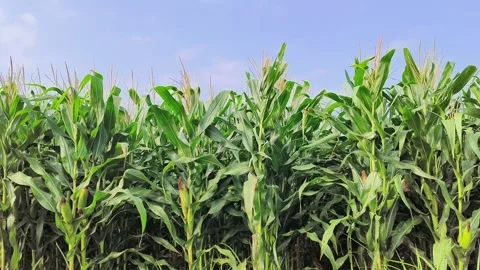 Green corn field background, The agriculture background has corn in a cornf.. Stock Footage 312129042