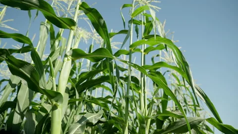 Green corn field on the background of blue sky, agricultural crop, corn cobs. Vídeos de archivo 169906829