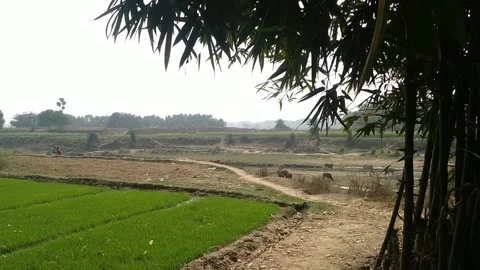 Green Corn Field &amp; BambooTrees Stock Footage 160071565