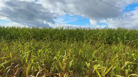 Green corn field beneath dramatic gray and white clouds with patches  Video stock 346516041