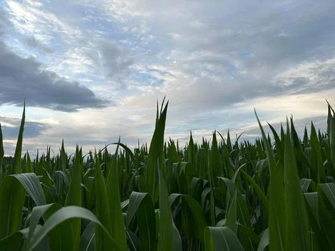 Green Corn Field Beneath Dramatic Cloudy Sky in Summer Stock Photos