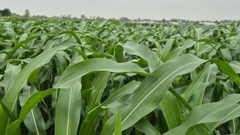 Green Corn Field Blowing In Wind With High Quality Audio ASMR Rustling Leaves Stock Footage 336647224