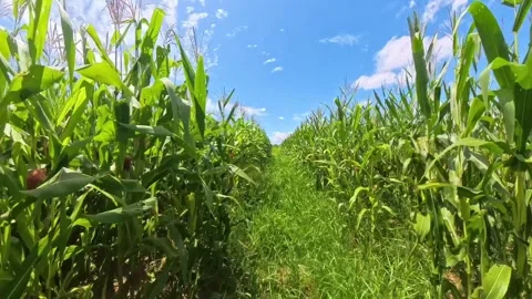 Green corn field with blue sky background. Stock Footage 285716644