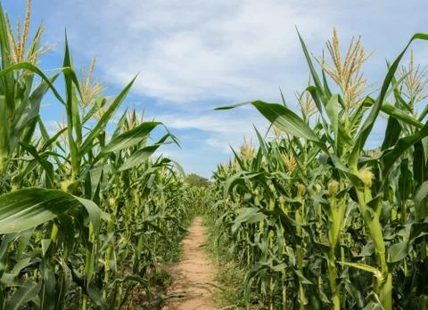 Green corn field in blue sky Stock Photos