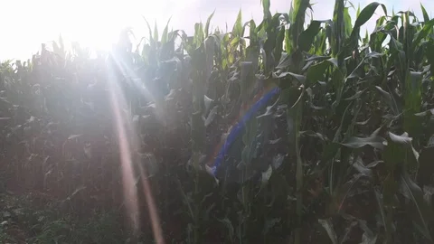 Green corn field with bright sun. Stock Footage 114631093