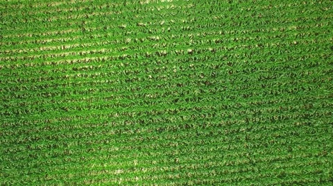 Green corn field circular aerial shot Stock Footage 65331807