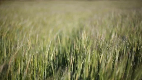 Green corn field close-1080p Stock Footage 106245853