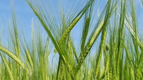Green corn field close up camera movement Stock Footage 108869700