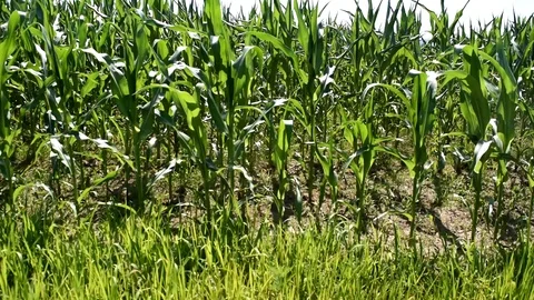 Green corn field close drive by on a sunny day. Video stock 113880439