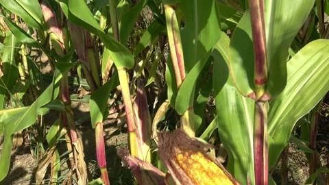 Green corn field. A close up view inside a corn field Stock Footage 139581226