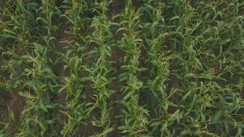 Green Corn Field In Cloudy Weather. Aerial Drone Footage Stock Footage 94061453