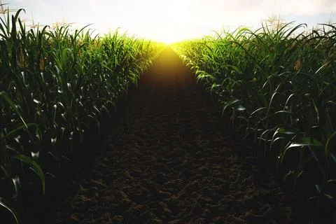 Green corn field with cobs at sunset. Corn plants 3D Stock Illustration