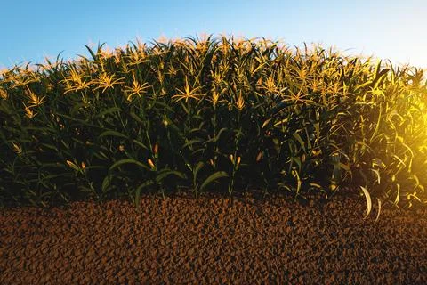 Green corn field with cobs at sunset. Corn plants 3D Stock Illustration