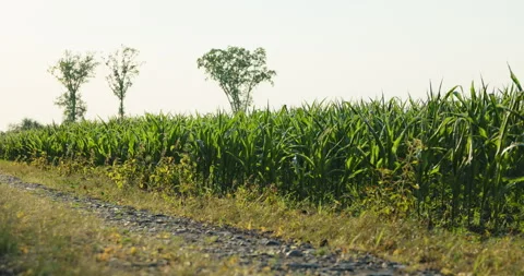 Green corn field with a dirt path and three backlit trees, 8K Stock Footage 339243015