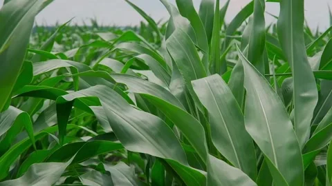 Green corn in the field during pollination Stock Footage 166614221