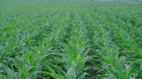 Green corn in the field during pollination Stock Footage 166614235