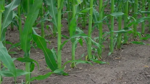 Green corn in the field during pollination Stock Footage 166614236