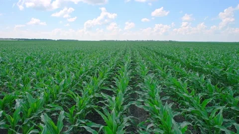 Green corn in the field during pollination Stock Footage 166614237