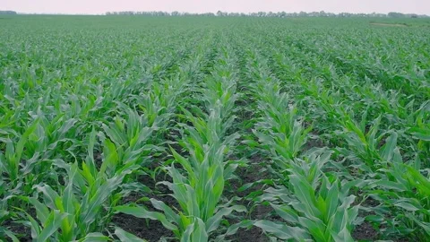 Green corn in the field during pollination Stock Footage 166614238