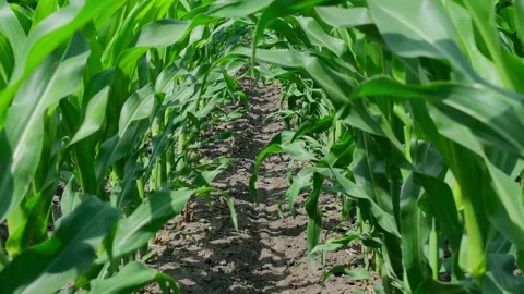 Green corn in the field during pollination Stock Footage 166614284
