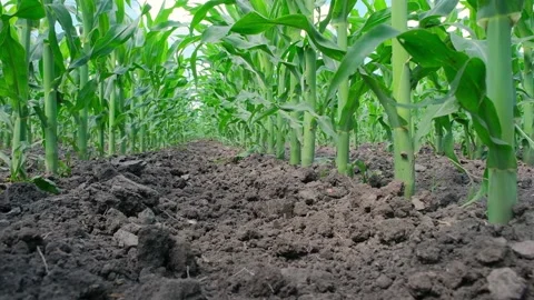 Green corn in the field during pollination Stock Footage 166614294