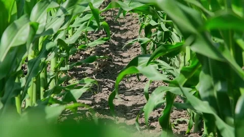 Green corn in the field during pollination Stock Footage 166614299