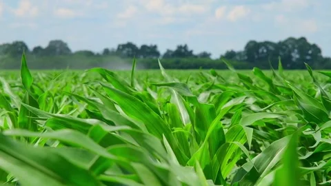 Green corn in the field during pollination Stock Footage 166614300