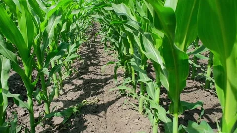Green corn in the field during pollination Stock Footage 166614306