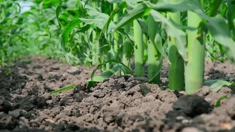 Green corn in the field during pollination Stock Footage 166614338