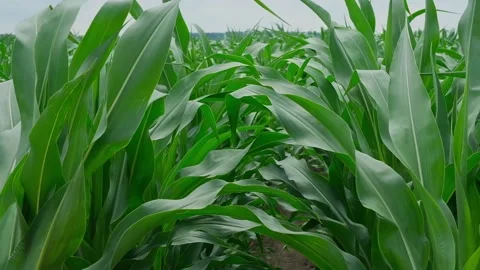 Green corn in the field during pollination Stock Footage 166614342