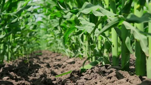 Green corn in the field during pollination Stock Footage 166614344