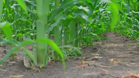 Green corn in the field during pollination Stock Footage 166614350
