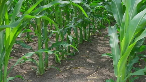 Green corn in the field during pollination Stock Footage 166614351