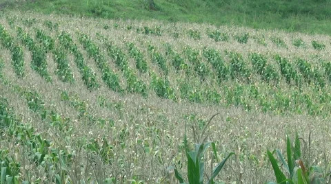Green Corn field farm Stock-Footage 59548969