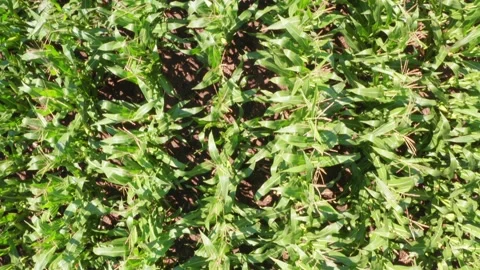 Green corn field flying over green field Stock Footage 225664846