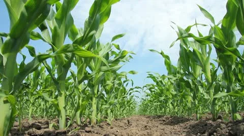 Green Corn Field Stock Footage 10727435